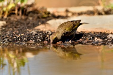 Gölette genel ispinoz içme (Chloris chloris)