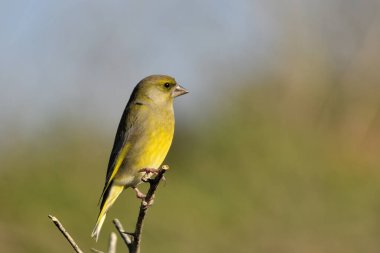 Bir dala tünemiş genel ispinoz (Chloris chloris)