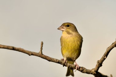 Bir dala tünemiş genel ispinoz (Chloris chloris)