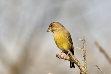 Bir dala tünemiş genel ispinoz (Chloris chloris)