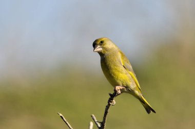 Bir dala tünemiş genel ispinoz (Chloris chloris)