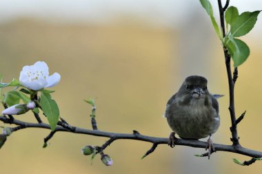 Bir dala tünemiş genel ispinoz (Chloris chloris)