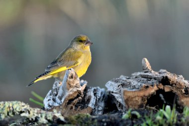 (Chloris chloris chloris kloris))