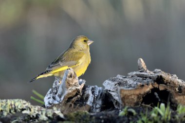 (Chloris chloris chloris kloris))