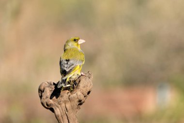 (Chloris chloris chloris kloris))