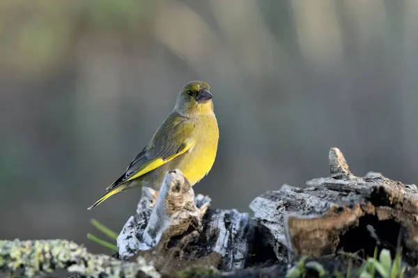 stock image Common greenfinch perched on a log (Chloris chloris)