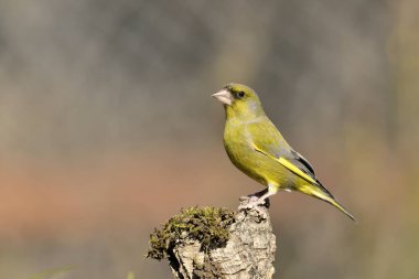 (Chloris chloris chloris kloris))