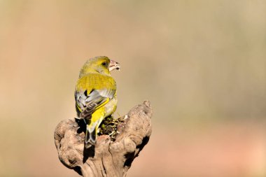 Bir dala tünemiş genel ispinoz (Chloris chloris)