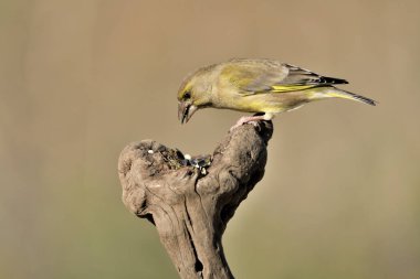 Bir dala tünemiş genel ispinoz (Chloris chloris)