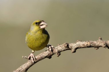 Bir dala tünemiş genel ispinoz (Chloris chloris)