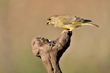 (Chloris chloris chloris kloris))