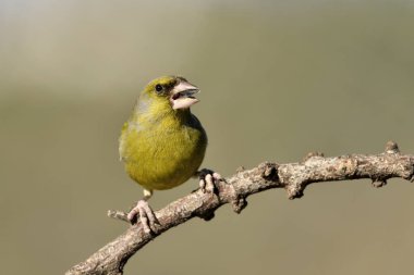 Bir dala tünemiş genel ispinoz (Chloris chloris)
