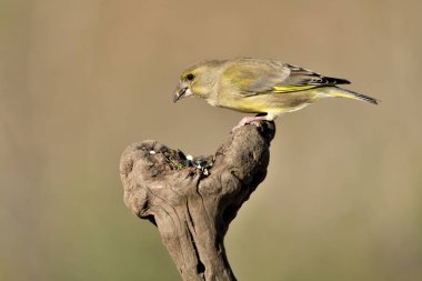 Bir dala tünemiş genel ispinoz (Chloris chloris)