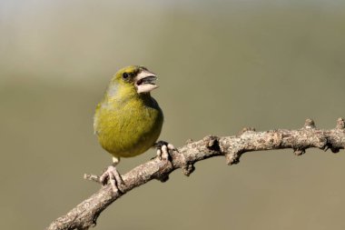 Bir dala tünemiş genel ispinoz (Chloris chloris)