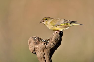 (Chloris chloris chloris kloris))