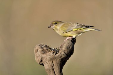 (Chloris chloris chloris kloris))