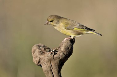 (Chloris chloris chloris kloris))