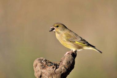 (Chloris chloris chloris kloris))