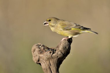 (Chloris chloris chloris kloris))