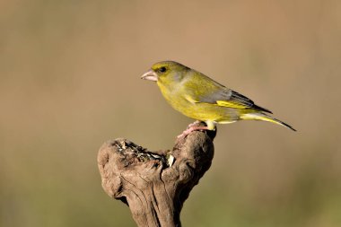 (Chloris chloris chloris kloris))