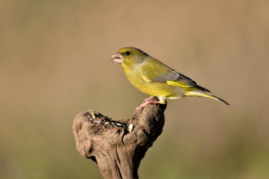 Bir dala tünemiş genel ispinoz (Chloris chloris)