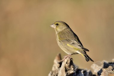 (Chloris chloris chloris kloris))