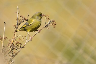 Bir dala tünemiş genel ispinoz (Chloris chloris)