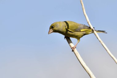 Bir dala tünemiş genel ispinoz (Chloris chloris)