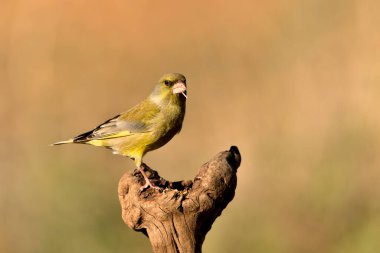 Bir dala tünemiş genel ispinoz (Chloris chloris)
