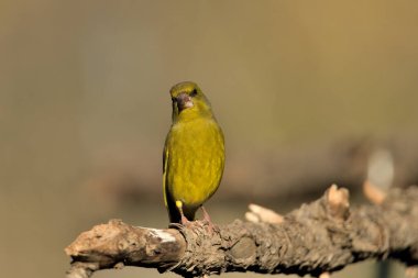 Bir dala tünemiş genel ispinoz (Chloris chloris)