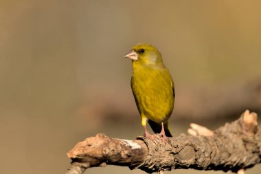 Bir dala tünemiş genel ispinoz (Chloris chloris)