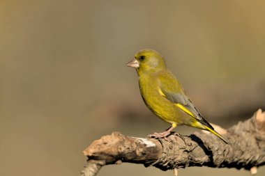 Bir dala tünemiş genel ispinoz (Chloris chloris)