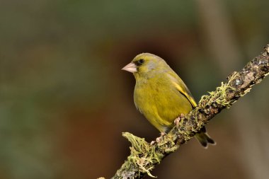 Bir dala tünemiş genel ispinoz (Chloris chloris)