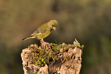 (Chloris chloris chloris kloris))