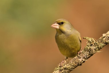 Bir dala tünemiş genel ispinoz (Chloris chloris)