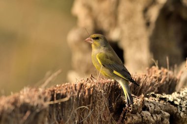 Bir dala tünemiş genel ispinoz (Chloris chloris)