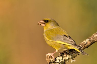 Bir dala tünemiş genel ispinoz (Chloris chloris)