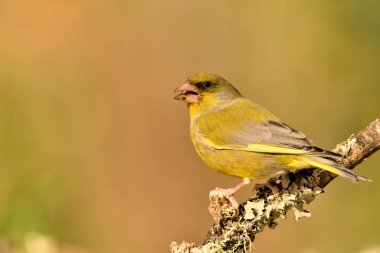 Bir dala tünemiş genel ispinoz (Chloris chloris)
