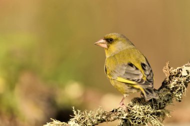 Bir dala tünemiş genel ispinoz (Chloris chloris)