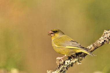 Bir dala tünemiş genel ispinoz (Chloris chloris)