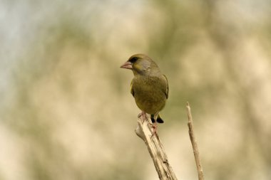 Bir dala tünemiş genel ispinoz (Chloris chloris)