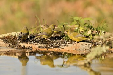 Gölette yaygın yeşil ispinoz (Chloris chloris))