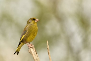 Bir dala tünemiş genel ispinoz (Chloris chloris)