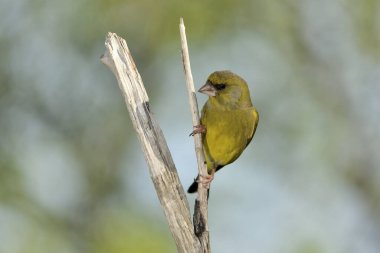 Bir dala tünemiş genel ispinoz (Chloris chloris)