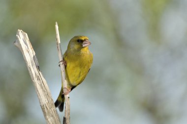 Bir dala tünemiş genel ispinoz (Chloris chloris)