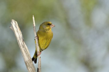 Bir dala tünemiş genel ispinoz (Chloris chloris)