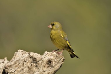 (Chloris chloris chloris kloris))