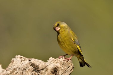 (Chloris chloris chloris kloris))