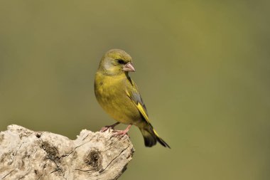 (Chloris chloris chloris kloris))