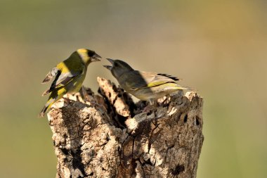 (Chloris kloris) Genel yeşil ispinoz bir kütük üzerinde kavga ()